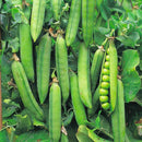 Matar - Green Pea Seeds for Planting - Pack of 50 Seeds