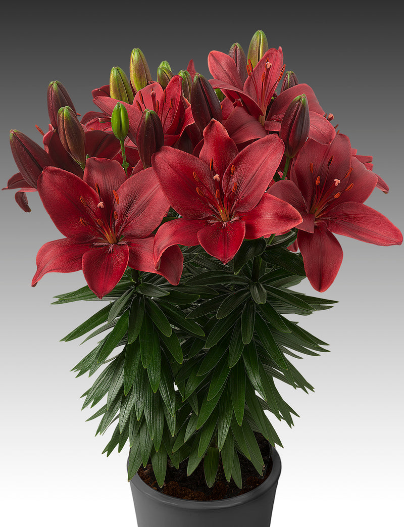 Plantogallery Pot Lilium Dwarf Variety "Trendy Havana" (Dark Red)