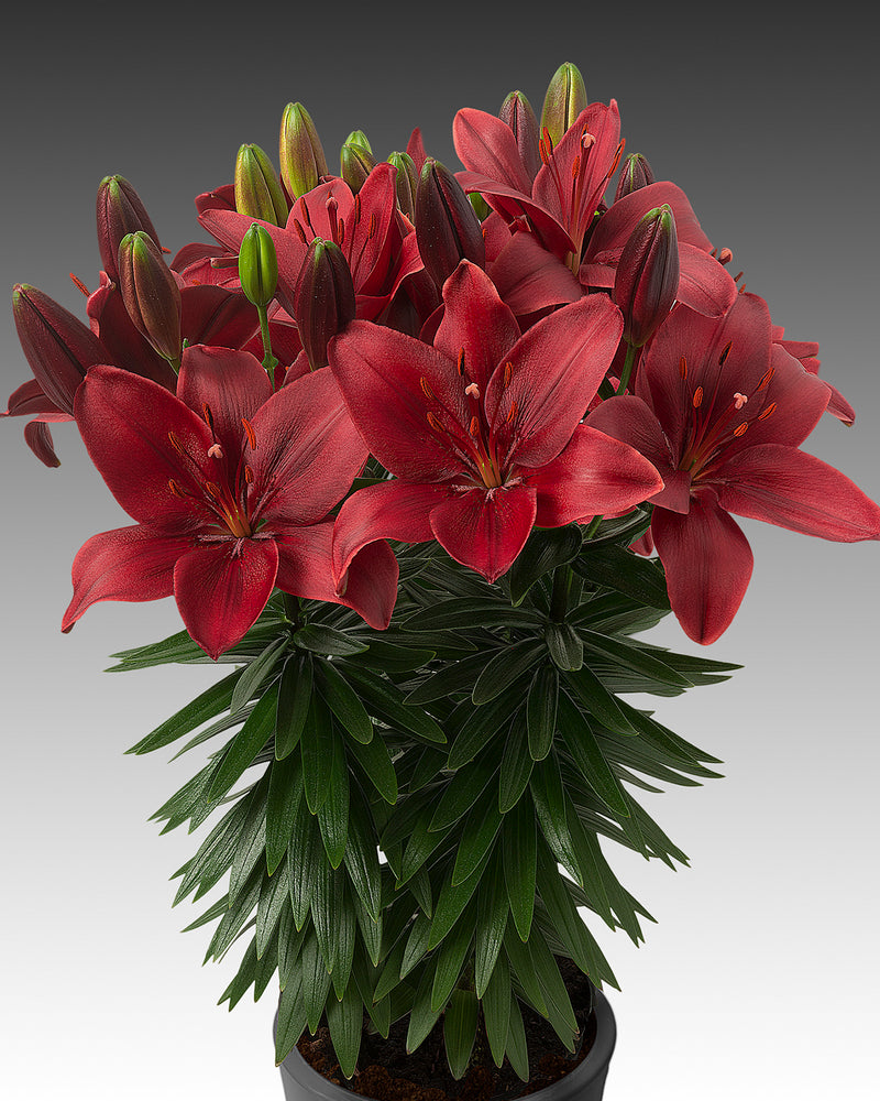 Plantogallery Pot Lilium Dwarf Variety "Trendy Havana" (Dark Red)