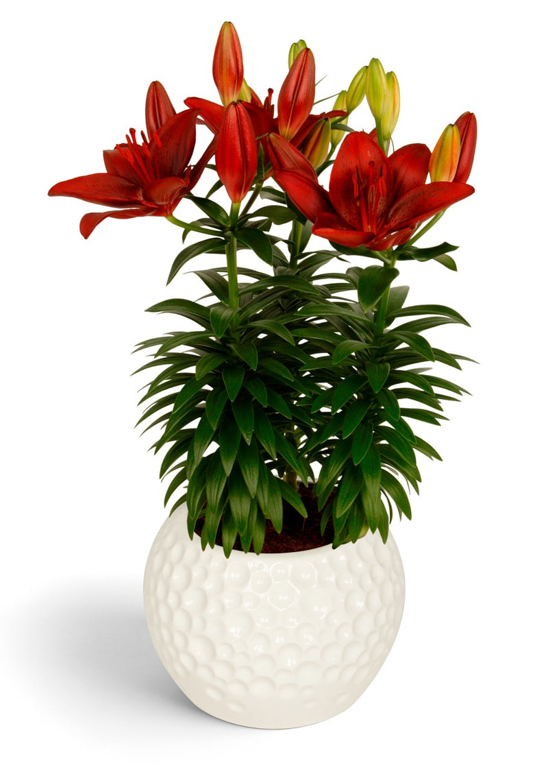 Plantogallery Pot Lilium Dwarf Variety "Trendy Havana" (Dark Red)