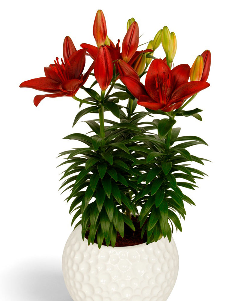 Plantogallery Pot Lilium Dwarf Variety "Trendy Havana" (Dark Red)