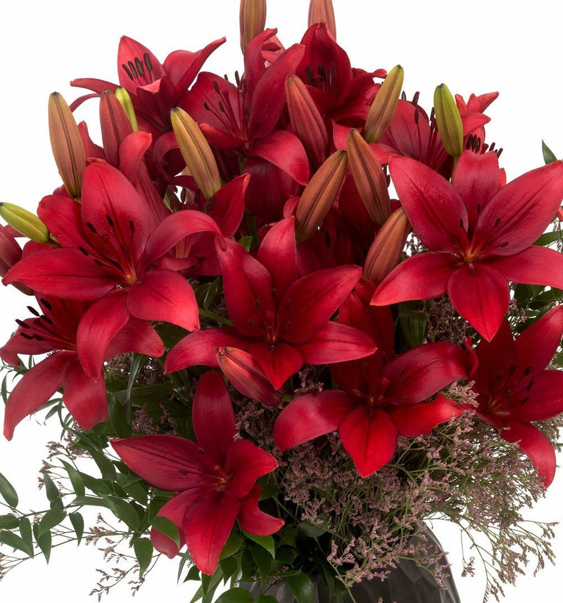 Plantogallery Pot Lilium Dwarf Variety "Trendy Havana" (Dark Red)