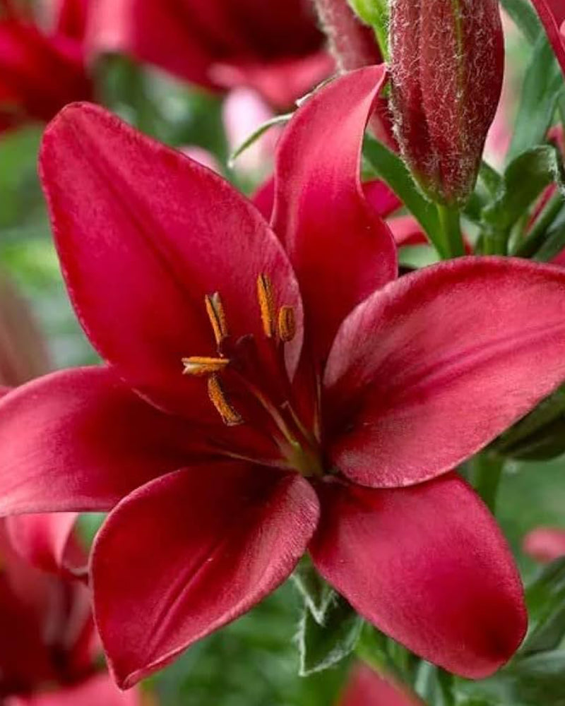 Plantogallery Pot Lilium Dwarf Variety "Trendy Havana" (Dark Red)