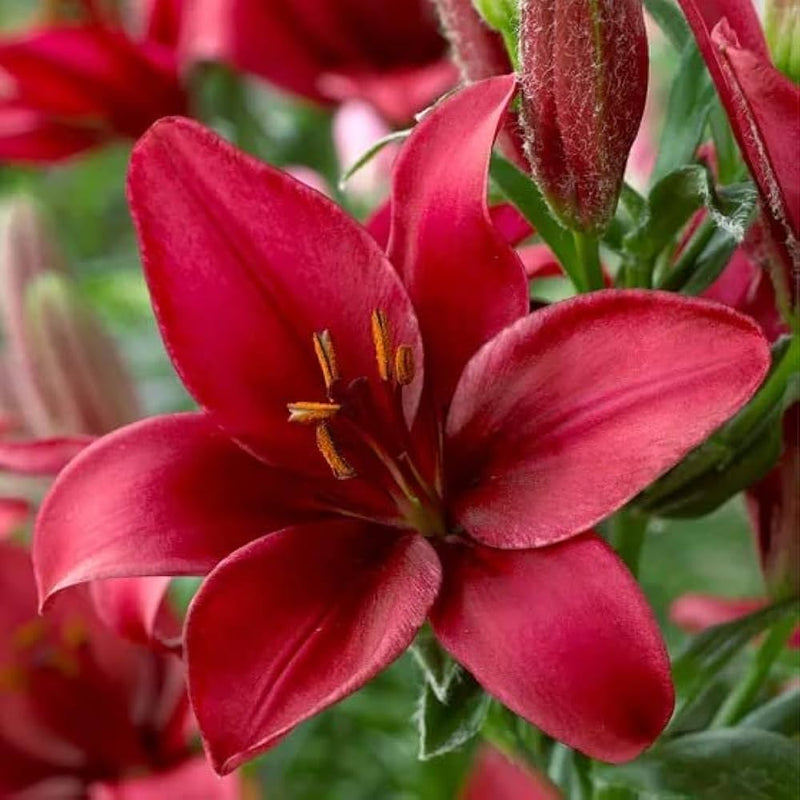 Plantogallery Pot Lilium Dwarf Variety "Trendy Havana" (Dark Red)