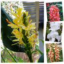 Ginger Lily - Hedychium Flower Bulbs for Home Gardening