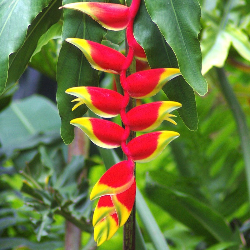 Heliconia Flower Bulb For All Season