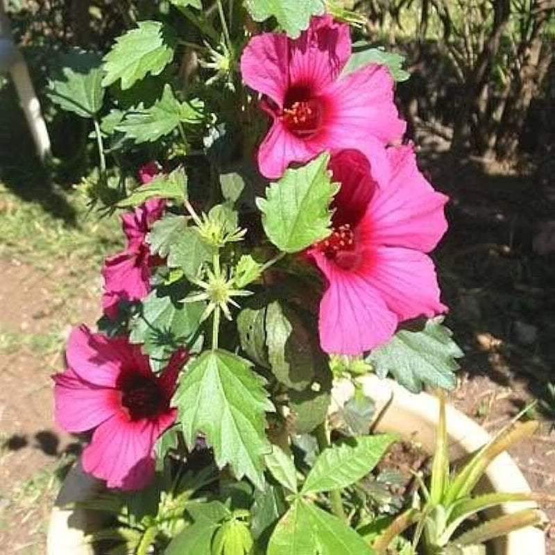Hibiscus Cannabis Pack Of 10 Seeds(Ruby Red)