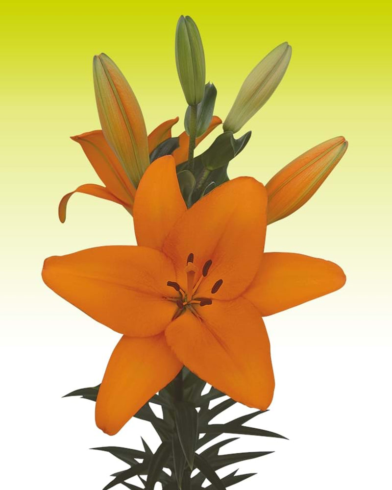 Plantogallery Lilium - Asiatic Lily Variety "Honesty" Size 14/16 (Orange)