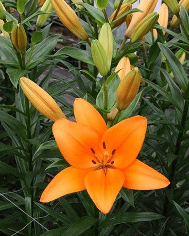 Plantogallery Lilium - Asiatic Lily Variety "Honesty" Size 14/16 (Orange)