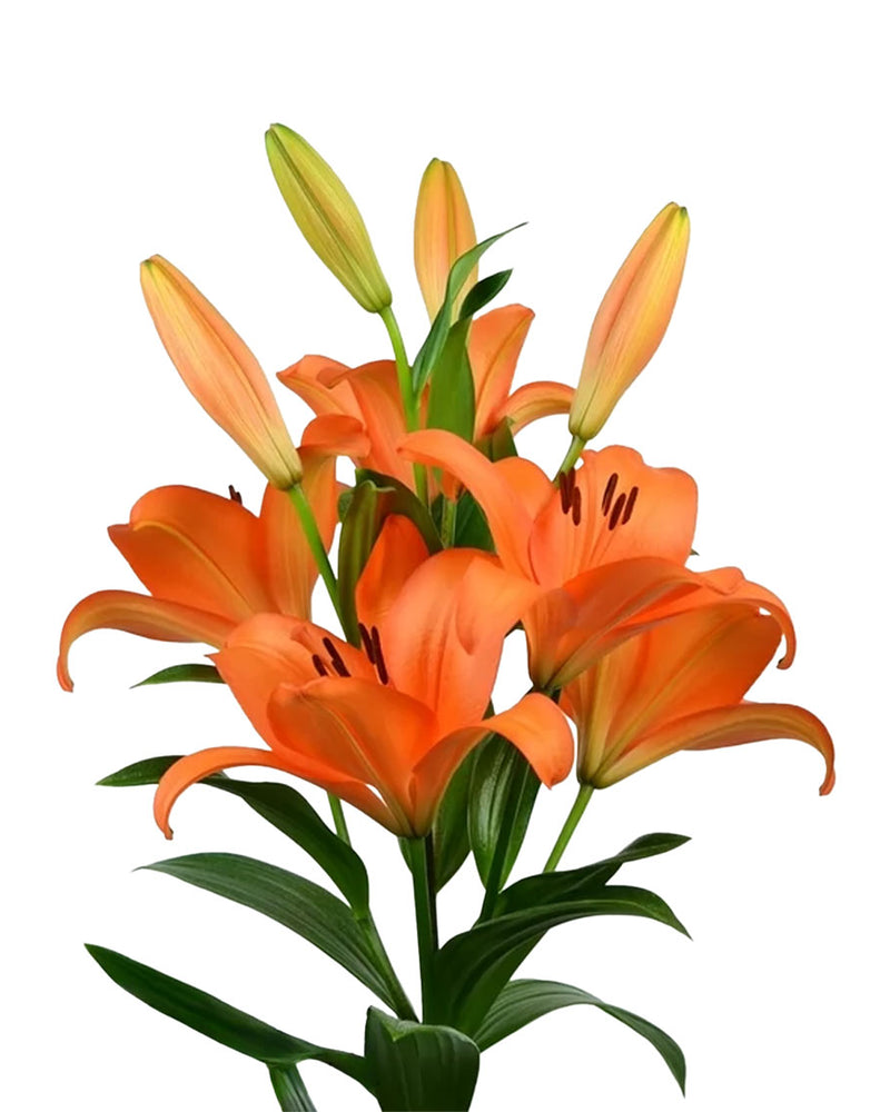 Plantogallery Lilium - Asiatic Lily Variety "Honesty" Size 14/16 (Orange)