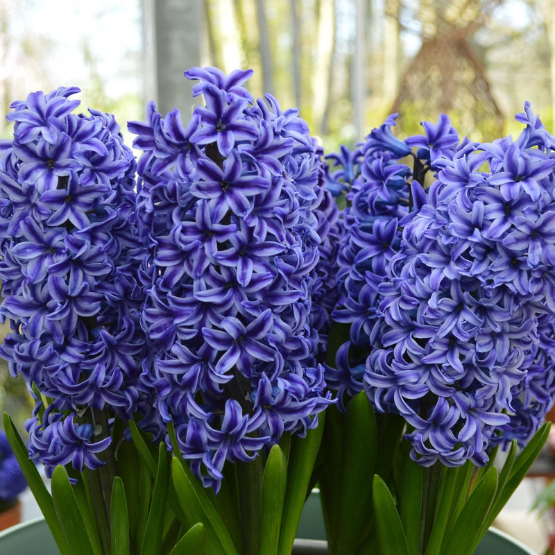 Premium Winter Hyacinth Bulbs for Your Garden - Easy to Grow | Stunning Colors & Long-Lasting Fragrance