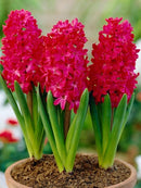 Premium Winter Hyacinth Bulbs for Your Garden - Easy to Grow | Stunning Colors & Long-Lasting Fragrance