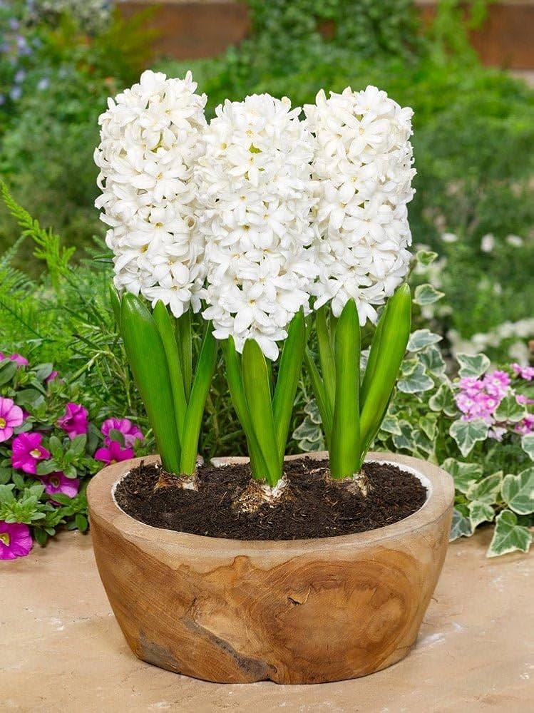 Premium Winter Hyacinth Bulbs for Your Garden - Easy to Grow | Stunning Colors & Long-Lasting Fragrance