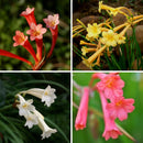 Ifafa Lily Flower Bulbs for Home Gardening