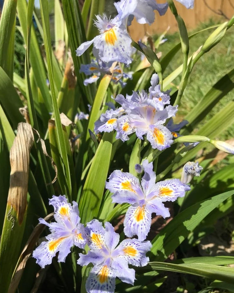 Plantogallery Butterfly Iris Flower Rhizomes for Perennial Gardening