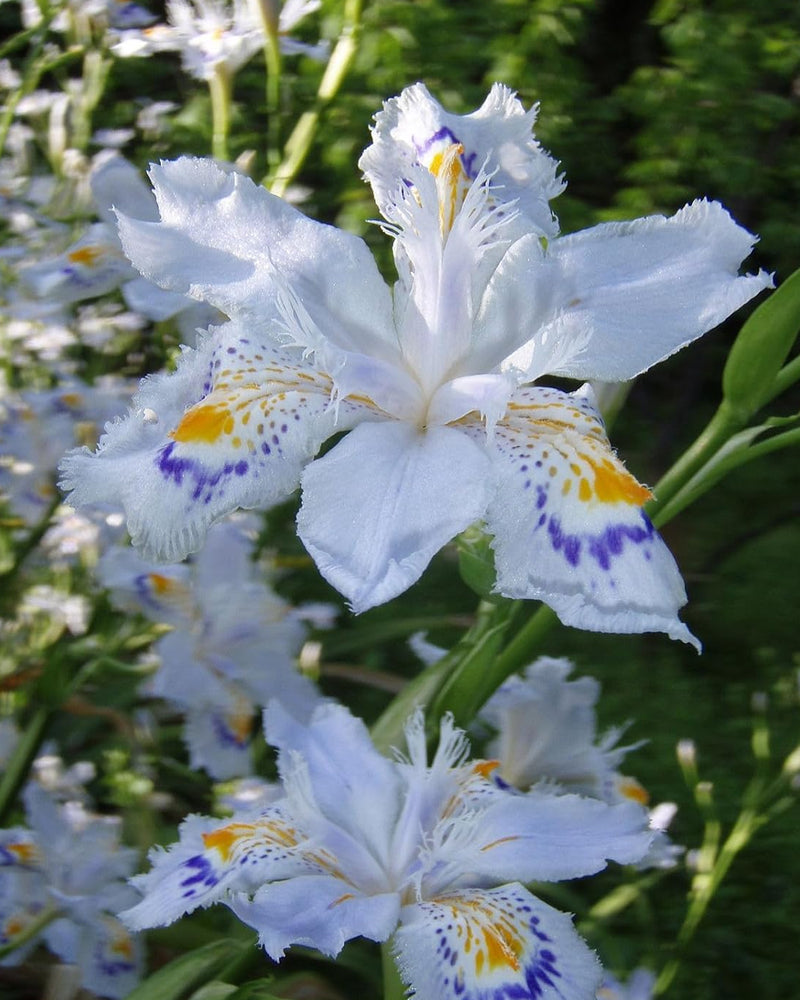 Plantogallery Butterfly Iris Flower Rhizomes for Perennial Gardening