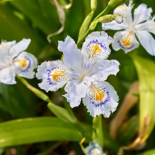 Iris Butterfly Flower Bulbs  Elegant Blooms for Your Garden | PlantoGallery