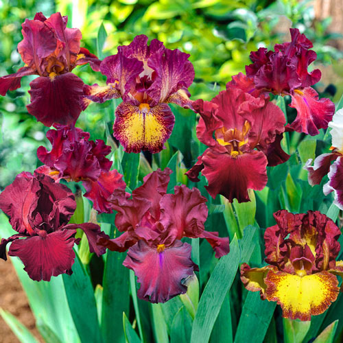 Plantogallery Iris Rhizomes Red Bio Mix Imported Flower Bulbs Size 12cm+