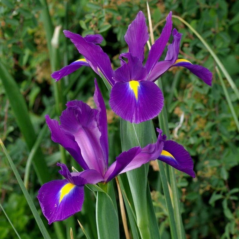Plantogallery Iris Purple Sensation Imported Flower Bulbs Size 7/8