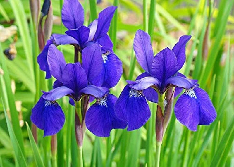 Iris bulb