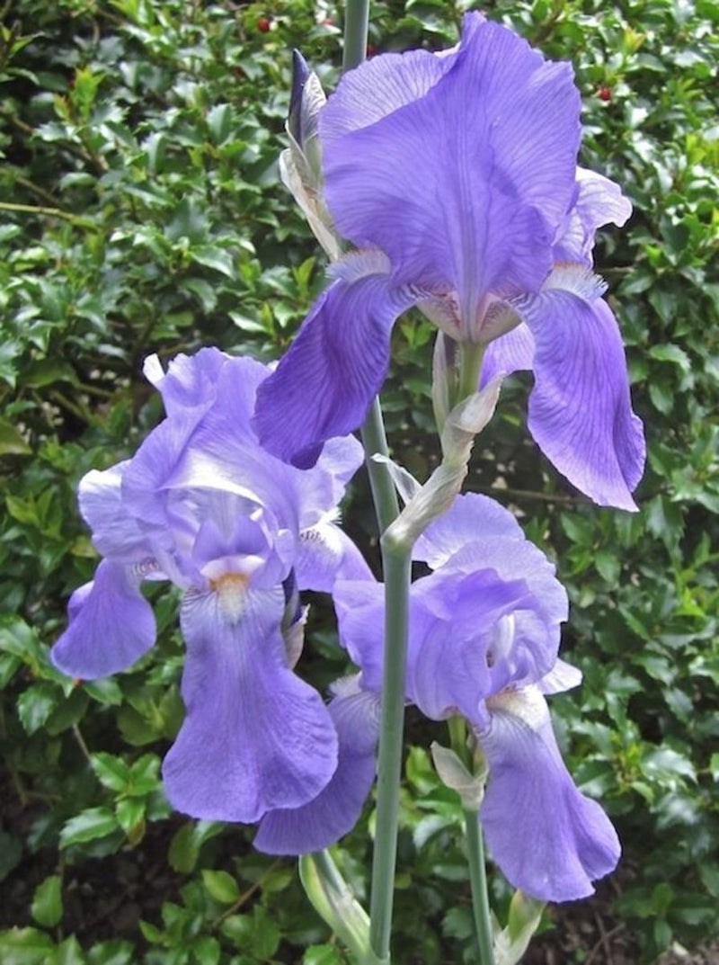 iris roots blue