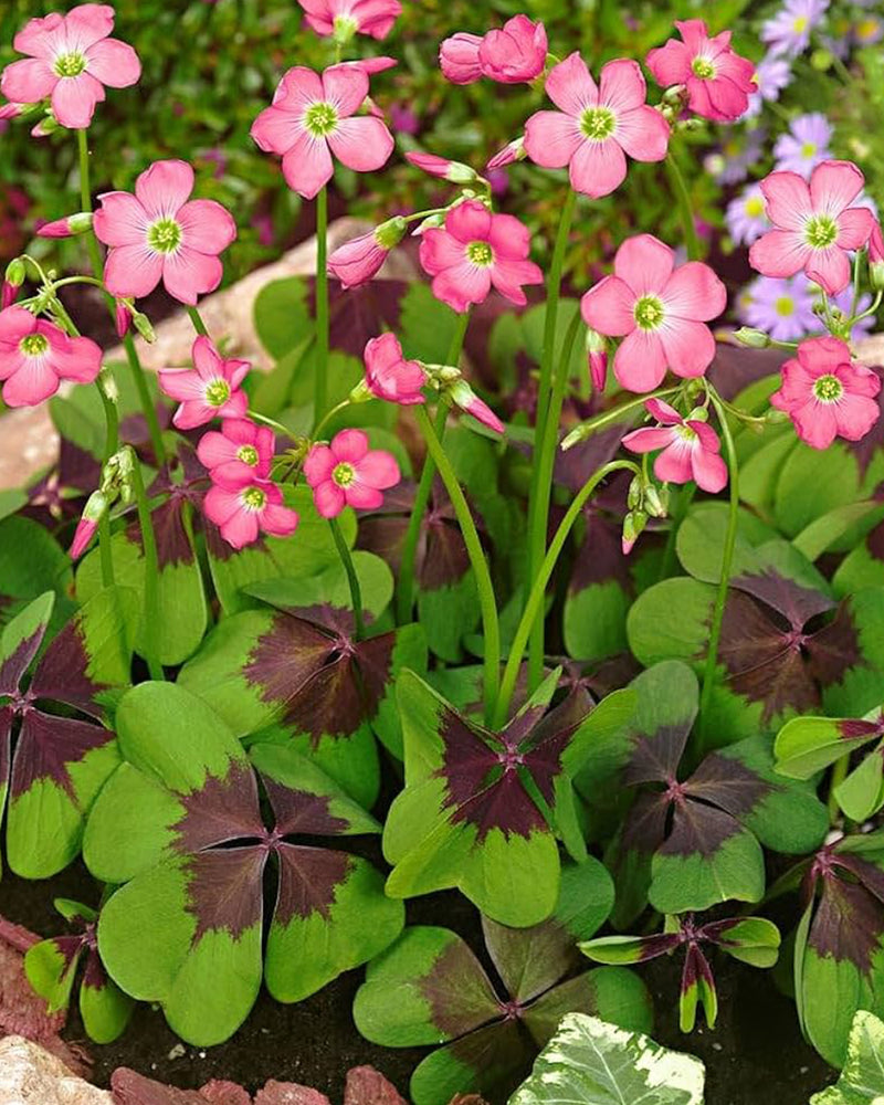 Plantogallery Oxalis Iron Cross Imported Flower Bulbs (Pink)