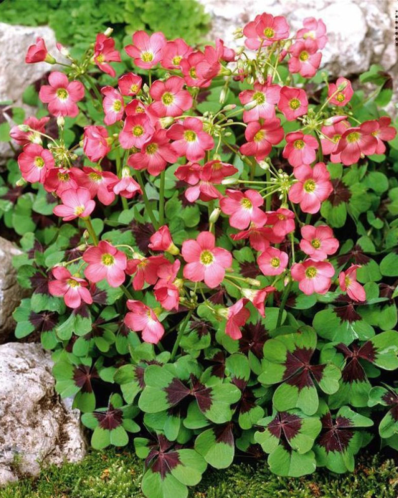 Plantogallery Oxalis Iron Cross Imported Flower Bulbs (Pink)