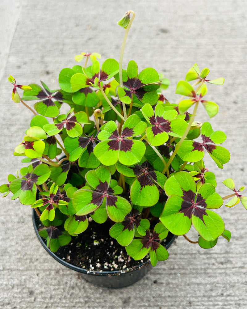 Plantogallery Oxalis Iron Cross Imported Flower Bulbs (Pink)