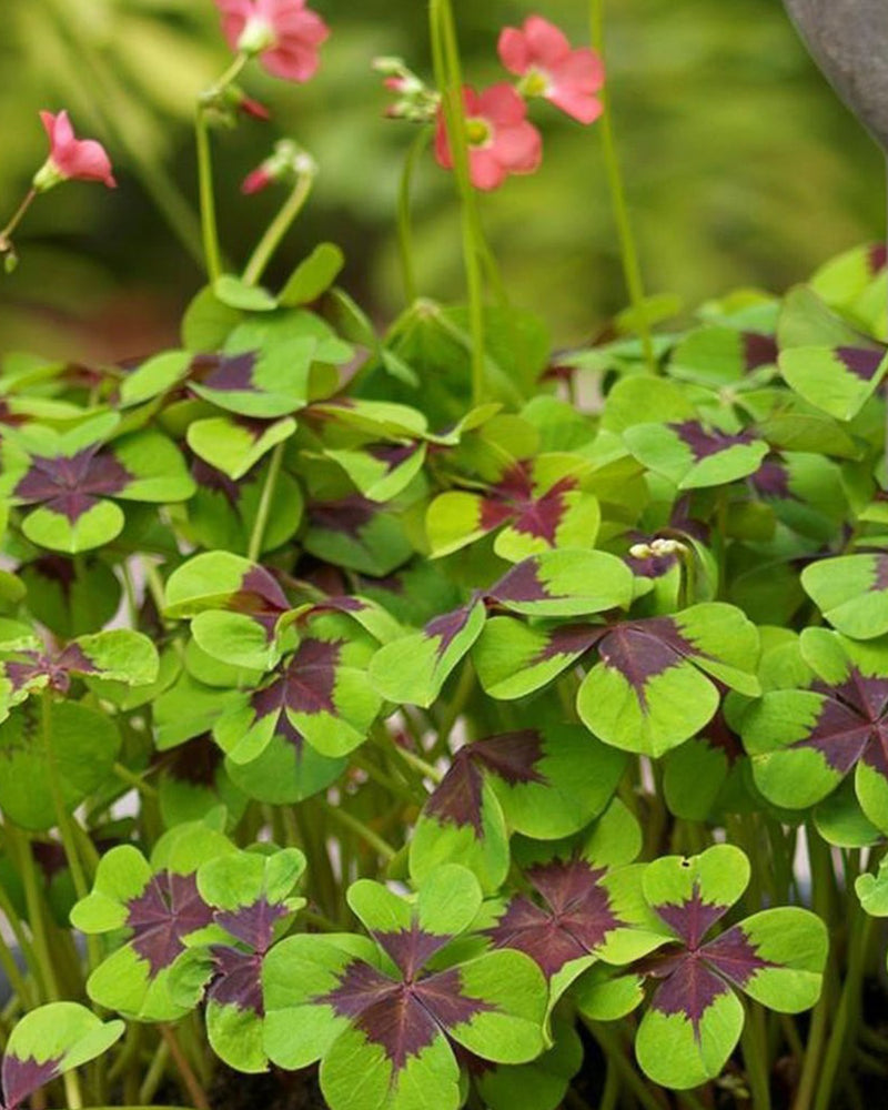 Plantogallery Oxalis Iron Cross Imported Flower Bulbs (Pink)