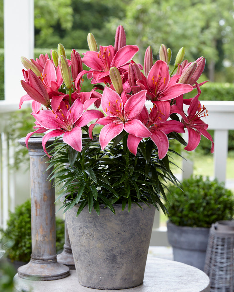 Plantogallery Pot Lilium Dwarf Variety "Island Joy" (Pink)