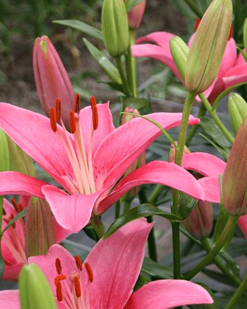 Plantogallery Pot Lilium Dwarf Variety "Island Joy" (Pink)