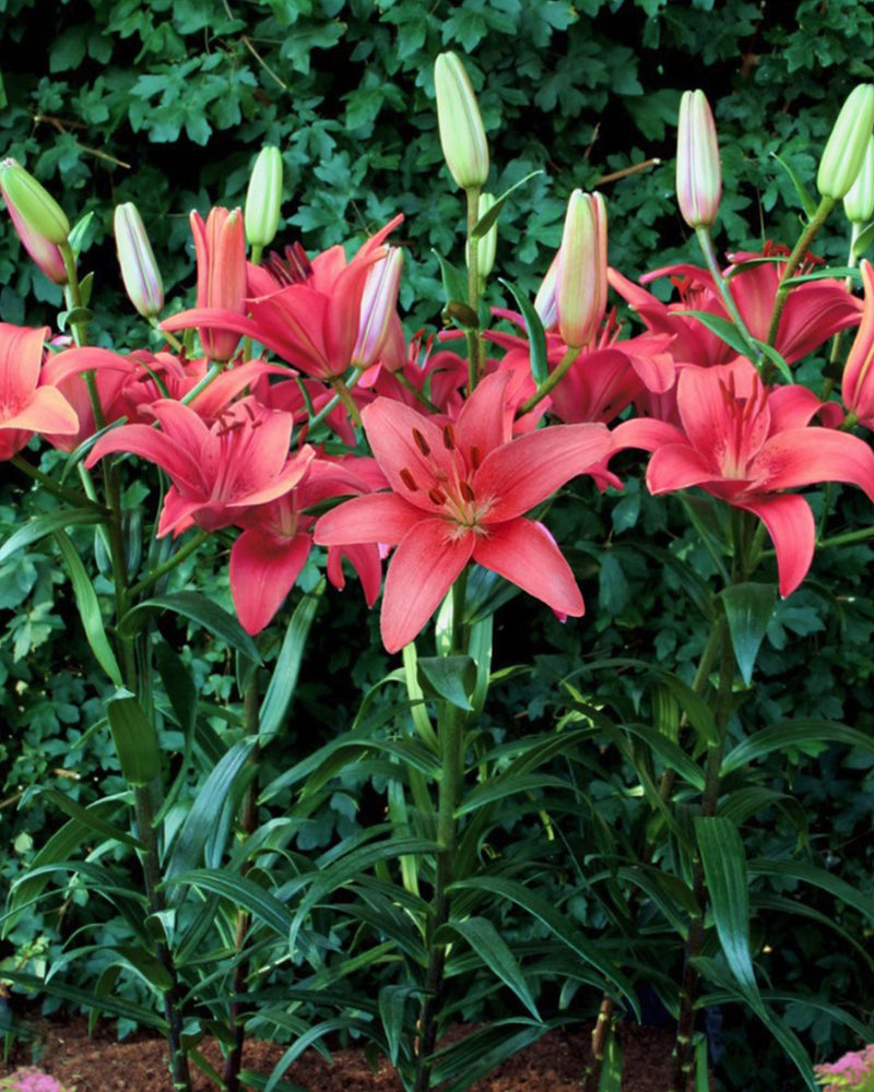 Plantogallery Pot Lilium Dwarf Variety "Island Joy" (Pink)