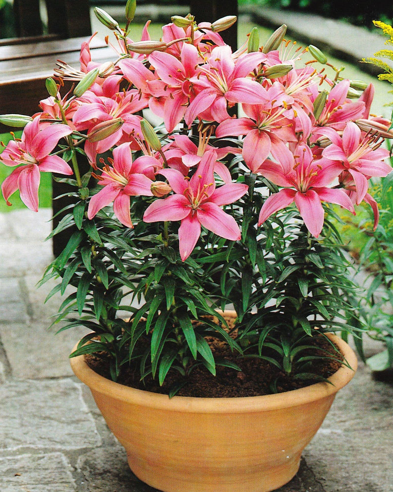 Plantogallery Pot Lilium Dwarf Variety "Island Joy" (Pink)