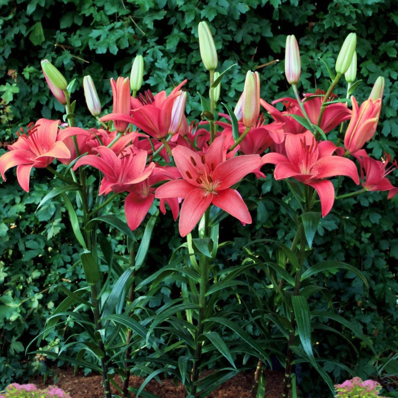 Plantogallery Pot Lilium Dwarf Variety "Island Joy" (Pink)