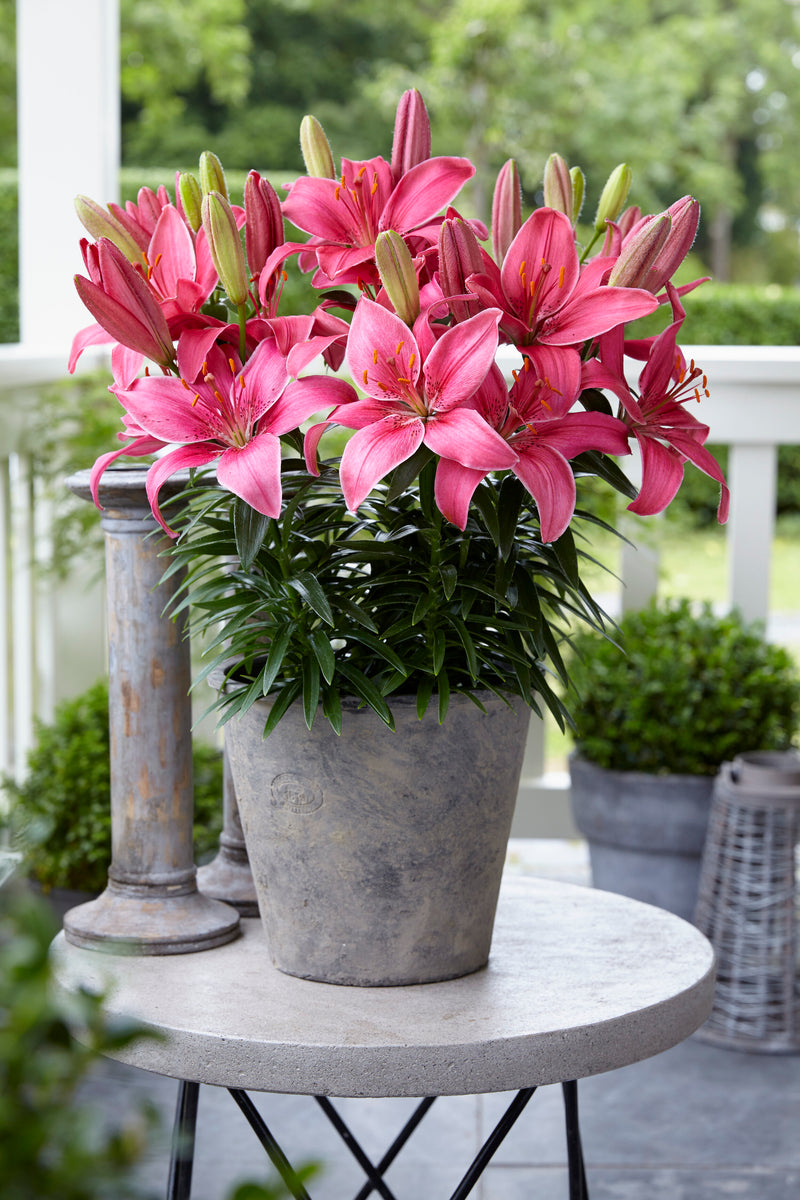 Plantogallery Pot Lilium Dwarf Variety "Island Joy" (Pink)