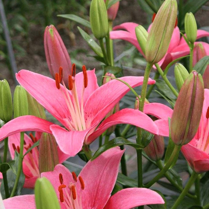 Plantogallery Pot Lilium Dwarf Variety "Island Joy" (Pink)