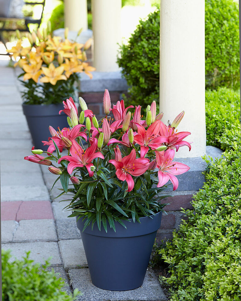 Plantogallery Pot Lilium Dwarf Variety "Island Joy" (Pink)