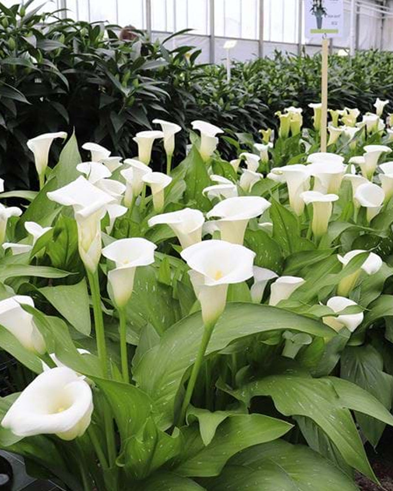 Zantedeschia - Calla lily Ivory Art Imported Flower Bulbs Size 14/16 (White)