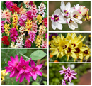 PLANTOGALLERY Ixia Multicolor Winter Season Flower Bulb