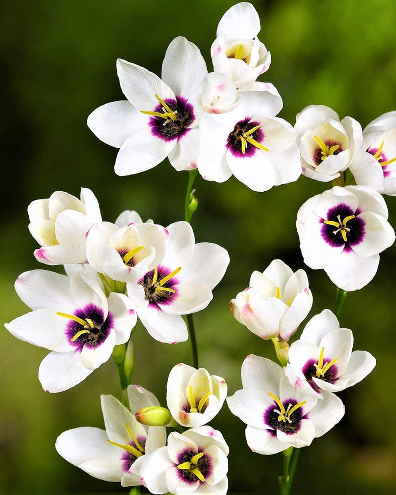 Plantogallery Ixia Hogarth Imported Flower Bulbs Size 4/5 (White)