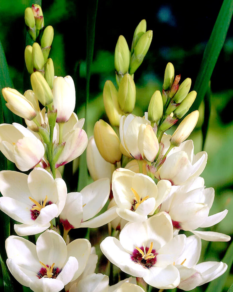 Plantogallery Ixia Hogarth Imported Flower Bulbs Size 4/5 (White)