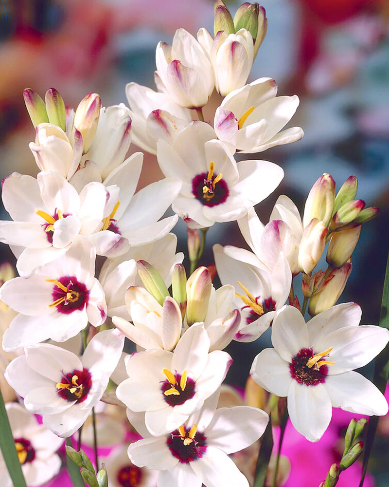 Plantogallery Ixia Hogarth Imported Flower Bulbs Size 4/5 (White)