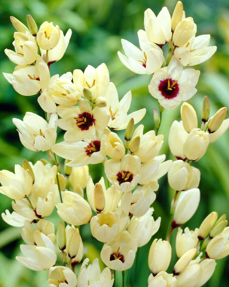 Plantogallery Ixia Hogarth Imported Flower Bulbs Size 4/5 (White)