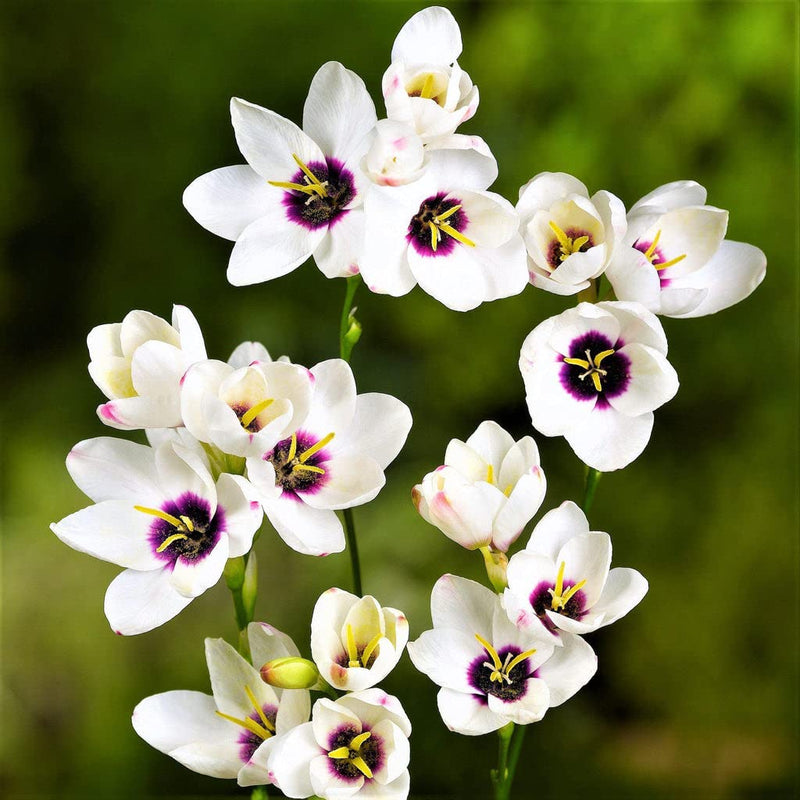 Plantogallery Ixia Hogarth Flower Bulbs Size 4/5