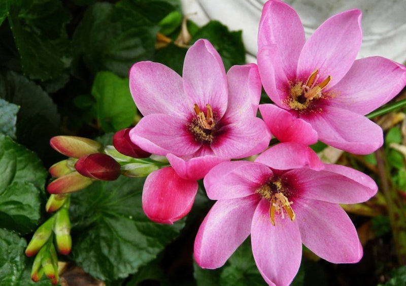 Plantogallery Ixia panorama Pink Flower Bulbs Size 4/5