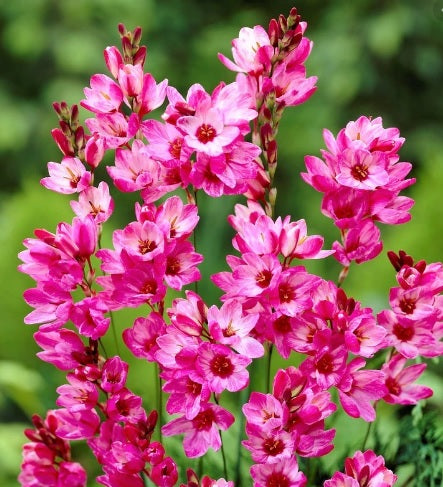 Plantogallery Ixia panorama Pink Flower Bulbs Size 4/5