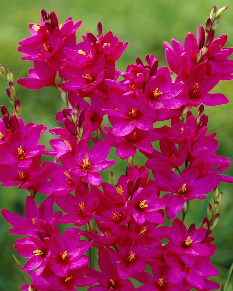 Plantogallery Ixia Venus Imported Flower Bulbs Size 4/5 (Pink)