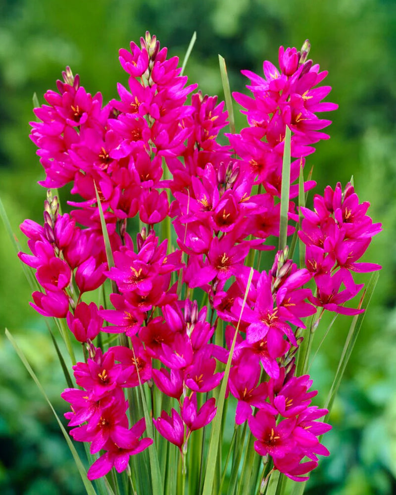 Plantogallery Ixia Venus Imported Flower Bulbs Size 4/5 (Pink)