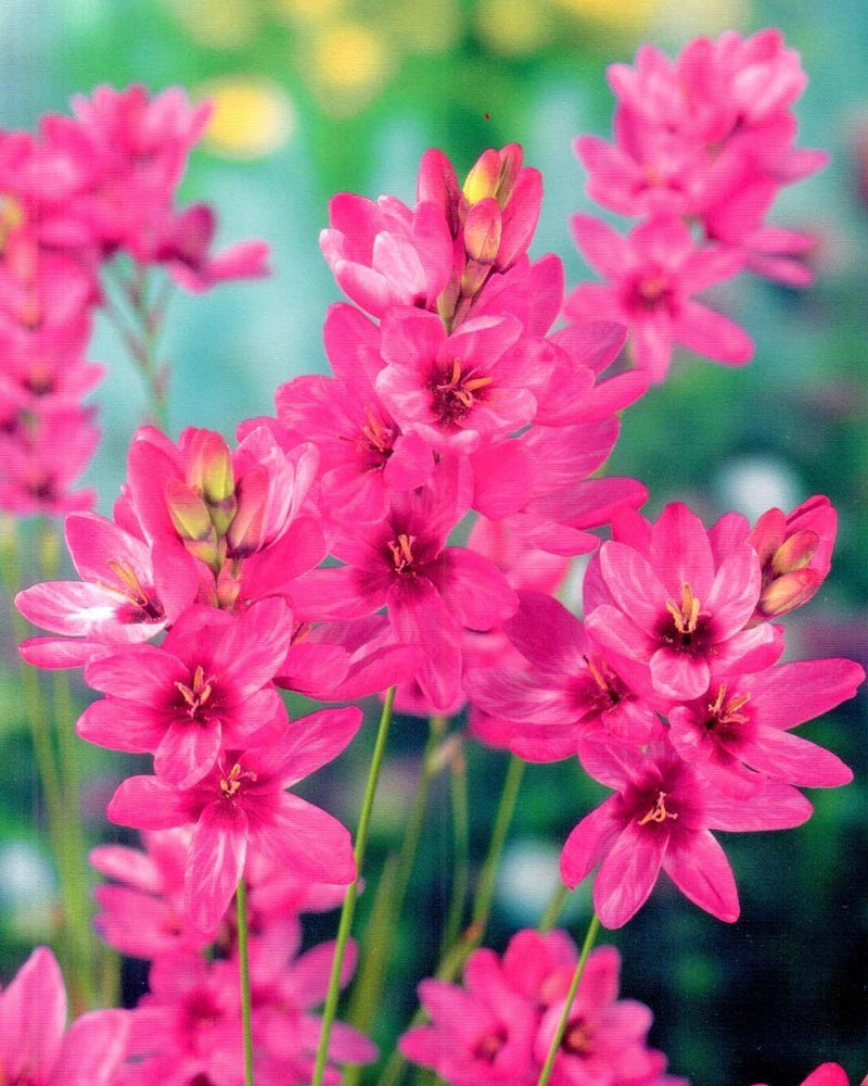 Plantogallery Ixia Venus Imported Flower Bulbs Size 4/5 (Pink)