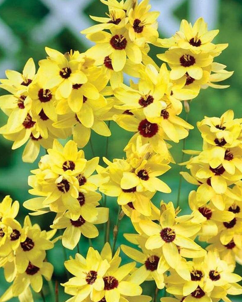 Plantogallery Ixia Yellow Emperor Imported Flower Bulbs Size 4/5 (Yellow)